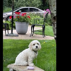 Cavaton All Grown Up from Lakeshore Cavatons