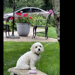 Cavaton All Grown Up from Lakeshore Cavatons