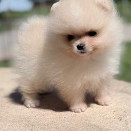 Sprout - Cream male Pomeranian puppy in Coleman, Oklahoma from Pretty Poms