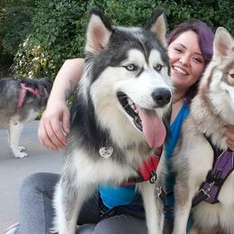 Siberian Huskies from Addicted to the Husky Life