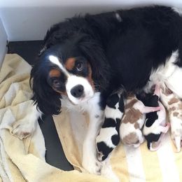Cavalier King Charles Spaniel Puppies from Phoenix Cavaliers - Cavalier King Charles Spaniels