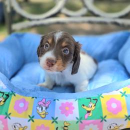 Fluffy - Piebald male Dachshund puppy in Lady Lake, Florida from K Rae's Dachshunds