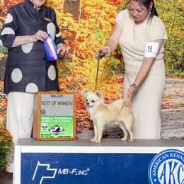 CH Reef - Chihuahua