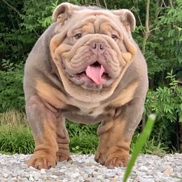Creed  - English Bulldog
