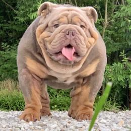 Creed  - English Bulldog