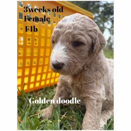 Red girl with cream spot - Red  female Goldendoodle puppy in Lumberton, Texas from Southeast Texas Goldendoodles
