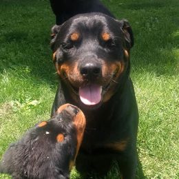 Rottweilers from Jestors Rottweilers