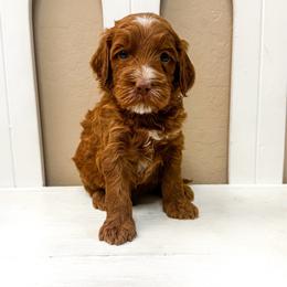 Dopey - Red  male Goldendoodle puppy in Peoria, Arizona from Cactus Doods