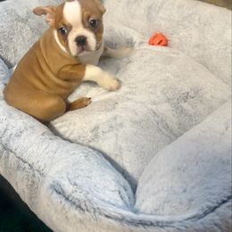 Bruno - Red male Boston Terrier puppy in Rosston, Arkansas from Green Acre Boston Terriers