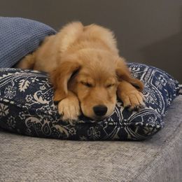 Golden Retriever Puppies from Akoya Kennels