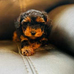 Chewie - Black and tan male Yorkipoo puppy in Silver Springs Shores, Florida from Top Notch Pupz