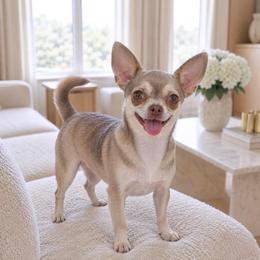 Tara - Chihuahua