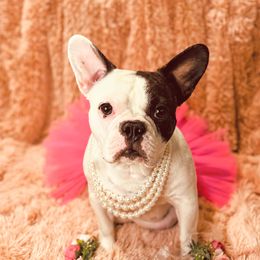 Addy - French Bulldog