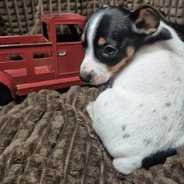 Onyx - White and black male Teddy Roosevelt Terrier puppy in Murray, Kentucky from Froschwald German Shepherds and Xanadu Teddy Roosevelt Terriers