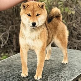 Goldie - Red female Shiba Inu puppy in Trenton, Nebraska from Prairie Shibas