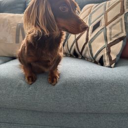Tater - Dachshund