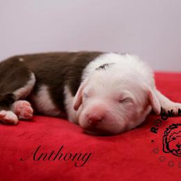 Anthony Bridgerton - Brown and white male Sheepadoodle puppy in Edmond, Oklahoma from Rock N Roll Doodles