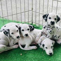Dalmatian puppies from Upperleftdalmatians