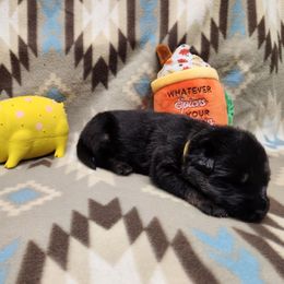 Yellow collar - Bi-color female German Shepherd puppy in Ramsey, Illinois from Haus-Farr German Shepherds