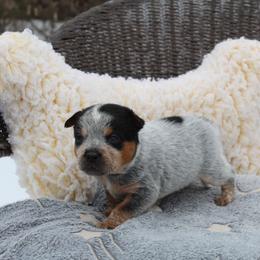Ridge - Blue - Blue male Australian Cattle Dog puppy in Colbert, Oklahoma from LoveAHeeler