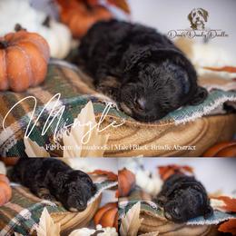 Mingles - Black phantom male Aussiedoodle puppy in Roebuck, South Carolina from Dani's Dandy Doodles