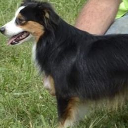 Miniature American Shepherds from Heavenly Springs Farms