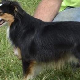 Miniature American Shepherds from Heavenly Springs Farms
