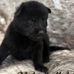 Black collar - Black female German Shepherd puppy in Canterbury, Connecticut from Nachtwaechter German Shepherds, LLC