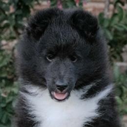 Shetland Sheepdogs from Sassy Shelties