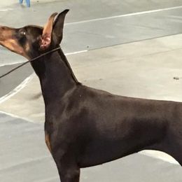 Doberman Pinschers from Excel Dobermans