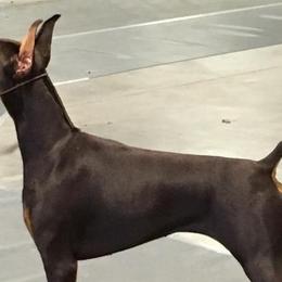Doberman Pinschers from Excel Dobermans