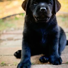 Labrador Retriever Puppies from Sugarpine Labradors
