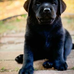Labrador Retriever Puppies from Sugarpine Labradors