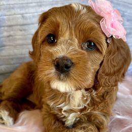 Carrie - Red and white Cockapoo puppy in Roseville, California from Darby Park Doodles