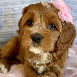 Carrie - Red and white Cockapoo puppy in Roseville, California from Darby Park Doodles