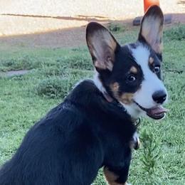 American Corgis and Pembroke Welsh Corgis from Royal Blue Corgis