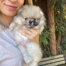 Oso - Blue merle male Pomeranian puppy in Citrus Heights, California from Yev and Marina's Pomeranians (AKC)