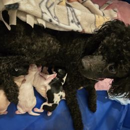 Cavapoo puppies from Far West Texas Oodles of Cavi's & Cavoodles