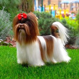 Woodick - Biewer Terrier