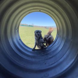 Australian Shepherd All Grown Up from Aussie Angels