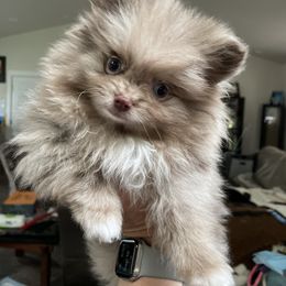 Pomeranian Puppies from Heartlove Poms