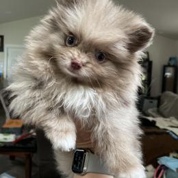Pomeranian Puppies from Heartlove Poms