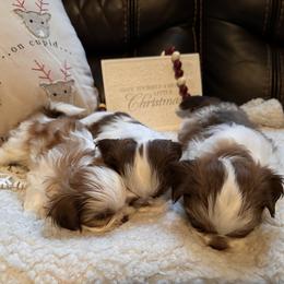 Shih Tzu Puppies from Wood Foo Breeders