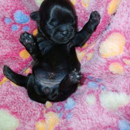 Evangeline (Midnight Velvet) - Black female Shih Tzu puppy in Jacksonville, North Carolina from Charming Southern Shih Tzu