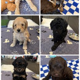 Cockapoo puppies from Stella’s Sweet Cockapoos