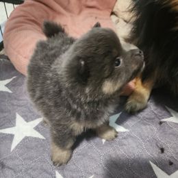 Tinker Bell - Blue and tan female Pomeranian puppy in Manchester, Tennessee from Tanner's Majestix Kennels