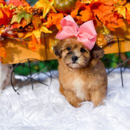 Maple - Merle female Shihpoo puppy in North Carolina from NC Doodle Puppies