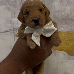 Sugar - Apricot female Goldendoodle puppy in Richmond, Texas from Harper’s Heartbeats