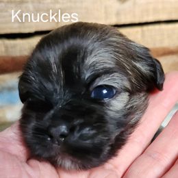 Knuckles - Brindle male Lhasa Apso puppy in Jefferson, New York from Absolute Lhasa Love