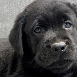 Labrador Retrievers from Crazy Tail Labradors
